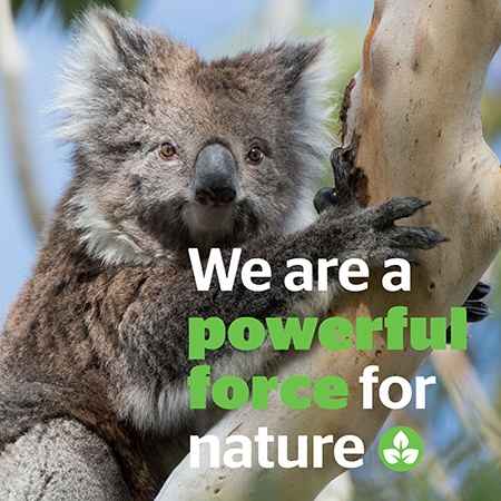 koala