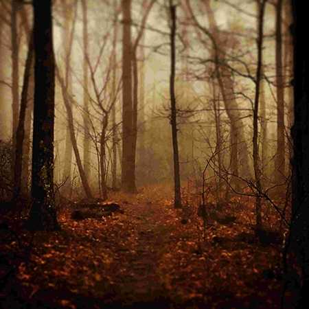 trees